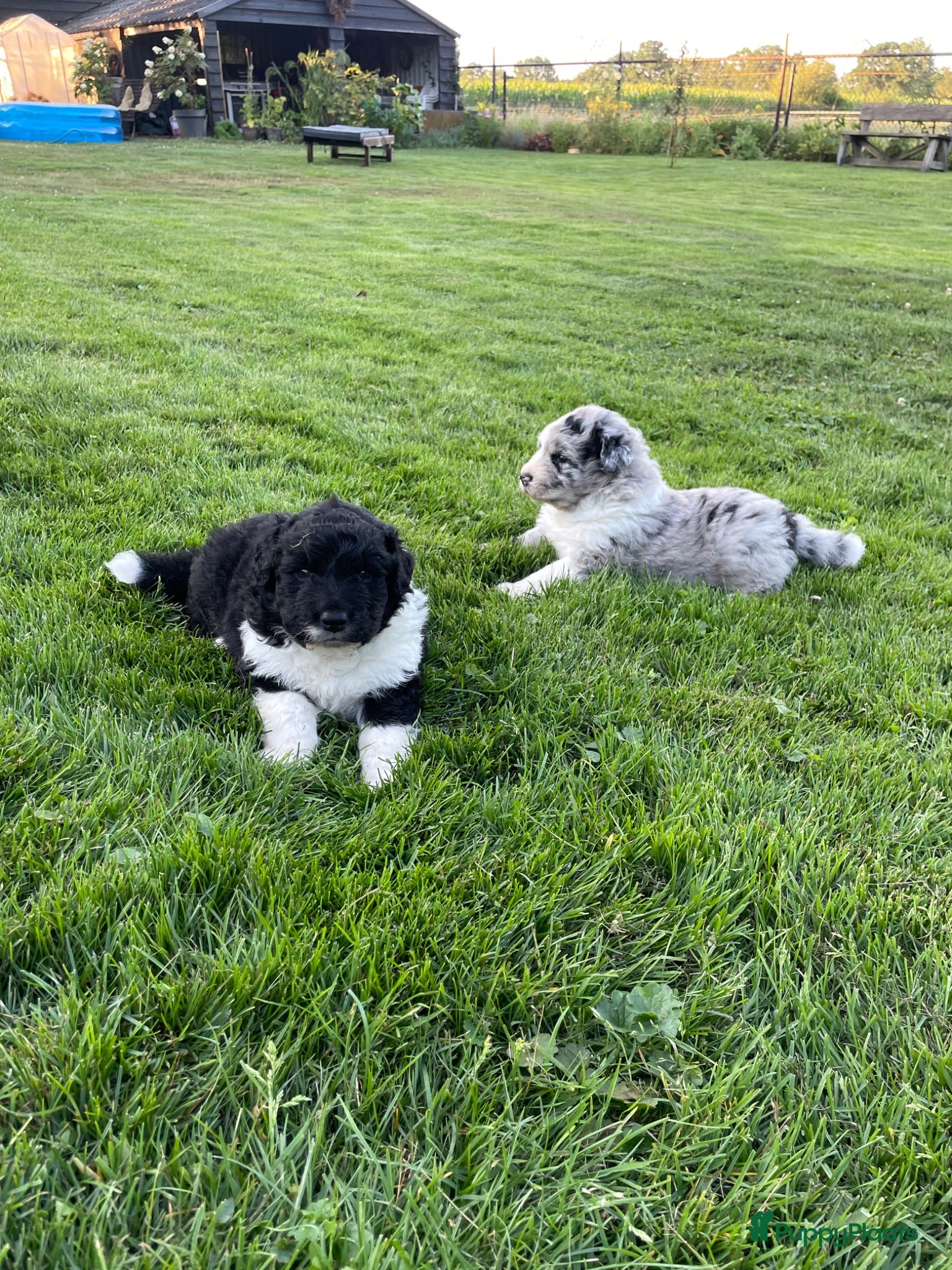 Kruising honden UNIEKE Wetterhoun X Australian Shepherd pups - Advertentie 2