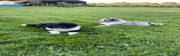 Kruising honden te koop: UNIEKE Wetterhoun X Australian Shepherd pups - Advertentie 5