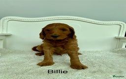 Australian Labradoodle honden te koop: Magic Doodles Rasta - Afbeelding 1