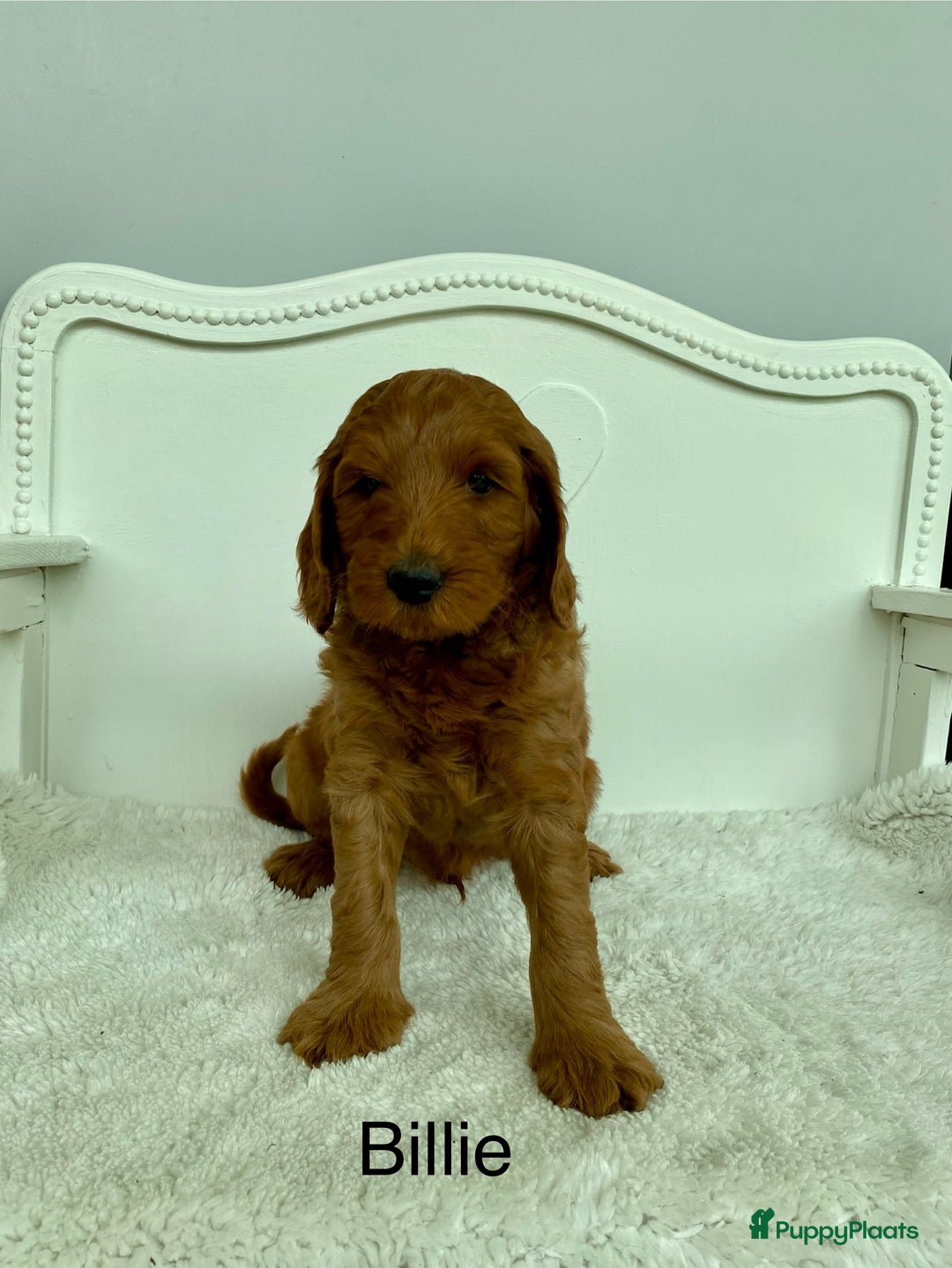Australian Labradoodle honden te koop: Magic Doodles Rasta - Afbeelding 1