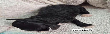 Dwergpoedel 3