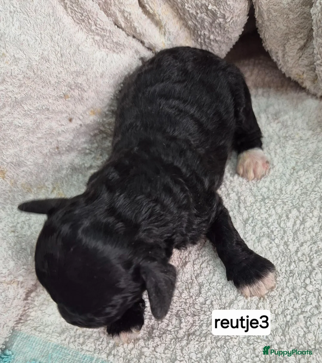 Dwergpoedel honden te koop: Mooie Dwergpoedel pups - Advertentie 10