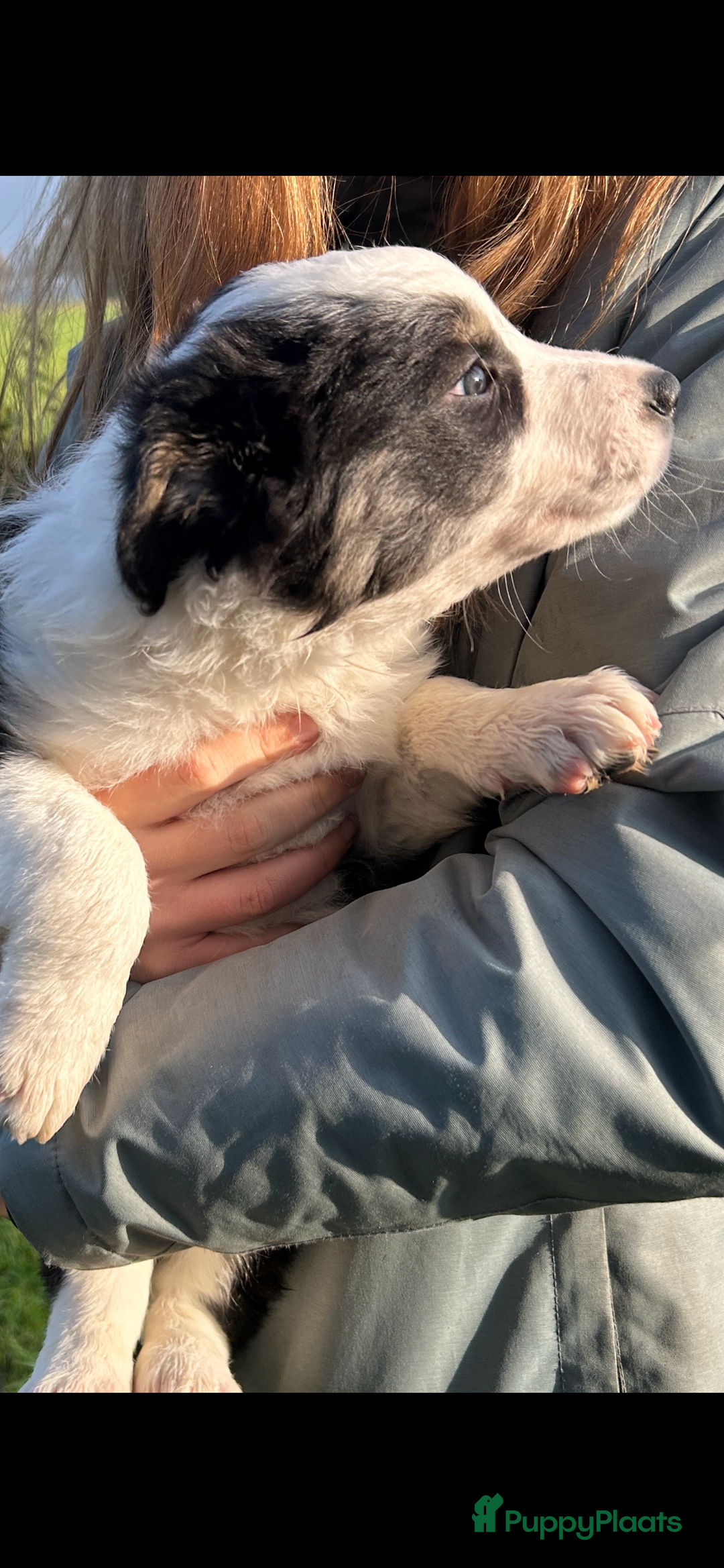Border Collie honden te koop: Twee mooie bordercollie pups te koop - Advertentie 5