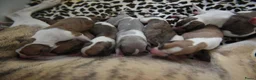 Whippet honden te koop: Whippetpupjes - Advertentie 9