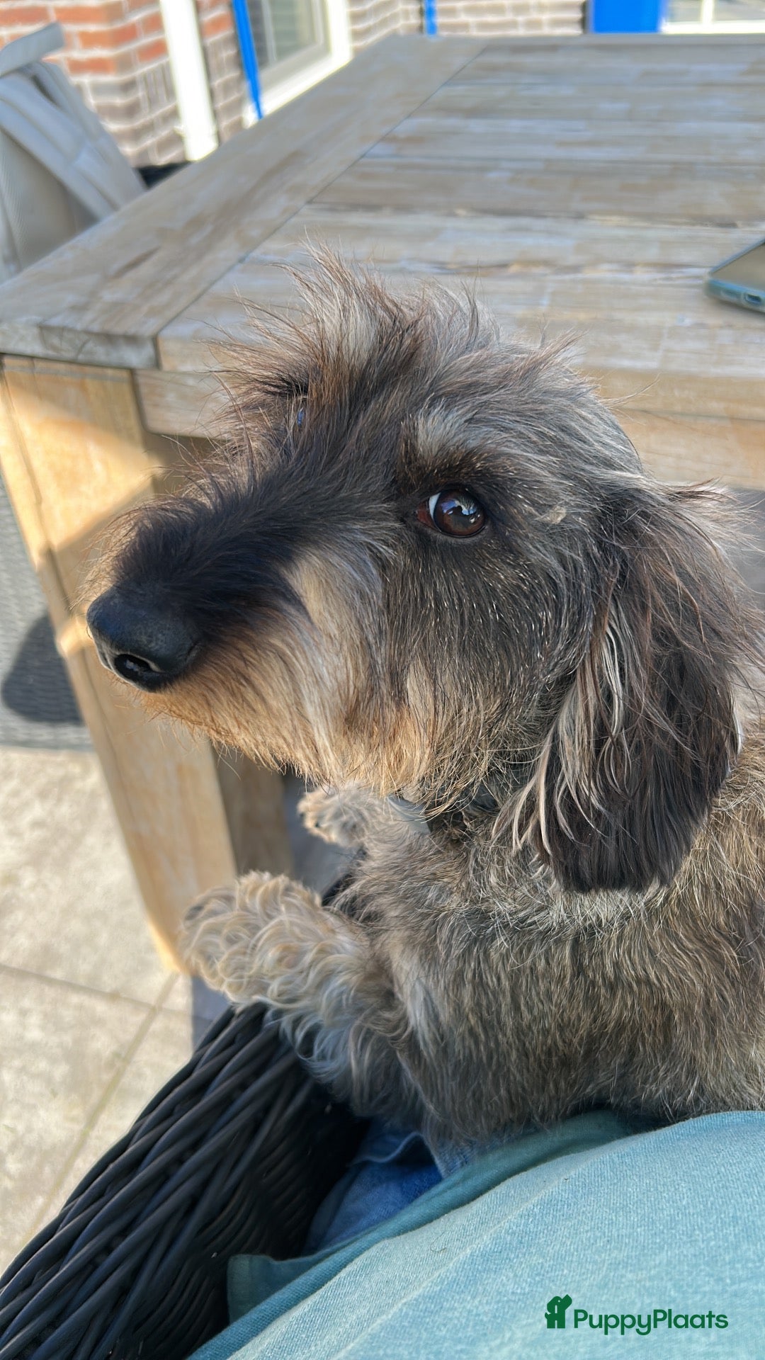 Dwergteckel honden 5 silky wire dwergreckelpups - Advertentie 2