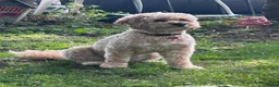 Kruising honden te koop: Onze lieve Tibe doodle pups zoeken gouden mandje - Advertentie 6