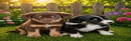Australian Shepherd honden te koop: Nog 4 mooie austrailian shepherds pups - Advertentie 11