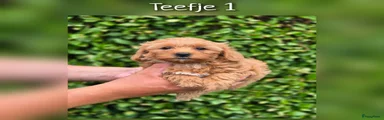 Teefje 1