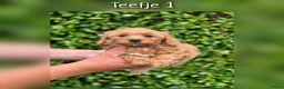 Maltipoo honden te koop: Prachtige Maltipoo pups beschikbaar  - Advertentie 4