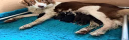 Australian Shepherd honden te koop: Australian shepherd pups  - Advertentie 7