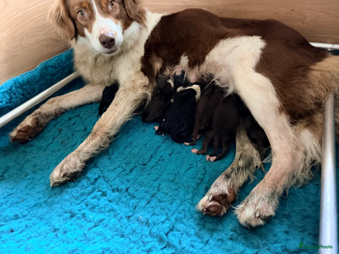 Australian Shepherd honden te koop: Australian shepherd pups  - Advertentie 7