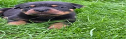 Rottweiler honden te koop: Prachtig mooie Rotweiler pups te koop! - Advertentie 5
