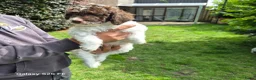 Lagotto Romagnolo honden te koop: Italiaanse waterpuppy's - Advertentie 23