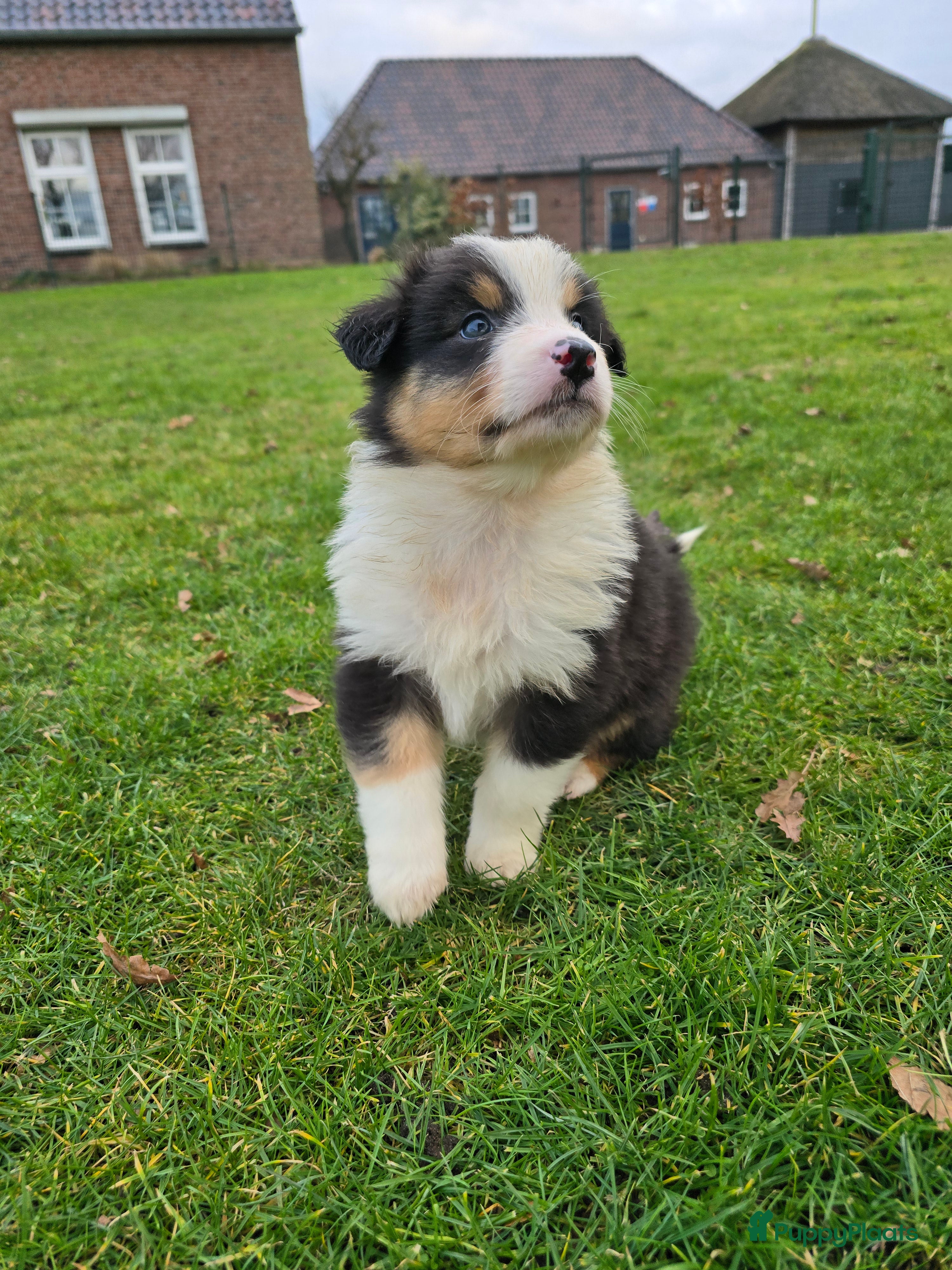 Australian Shepherd honden Australische Herder puppy's (zie foto's) - Advertentie 1