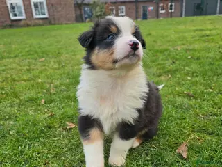 Australian Shepherd honden Australische Herder puppy's (zie foto's) - Advertentie 1