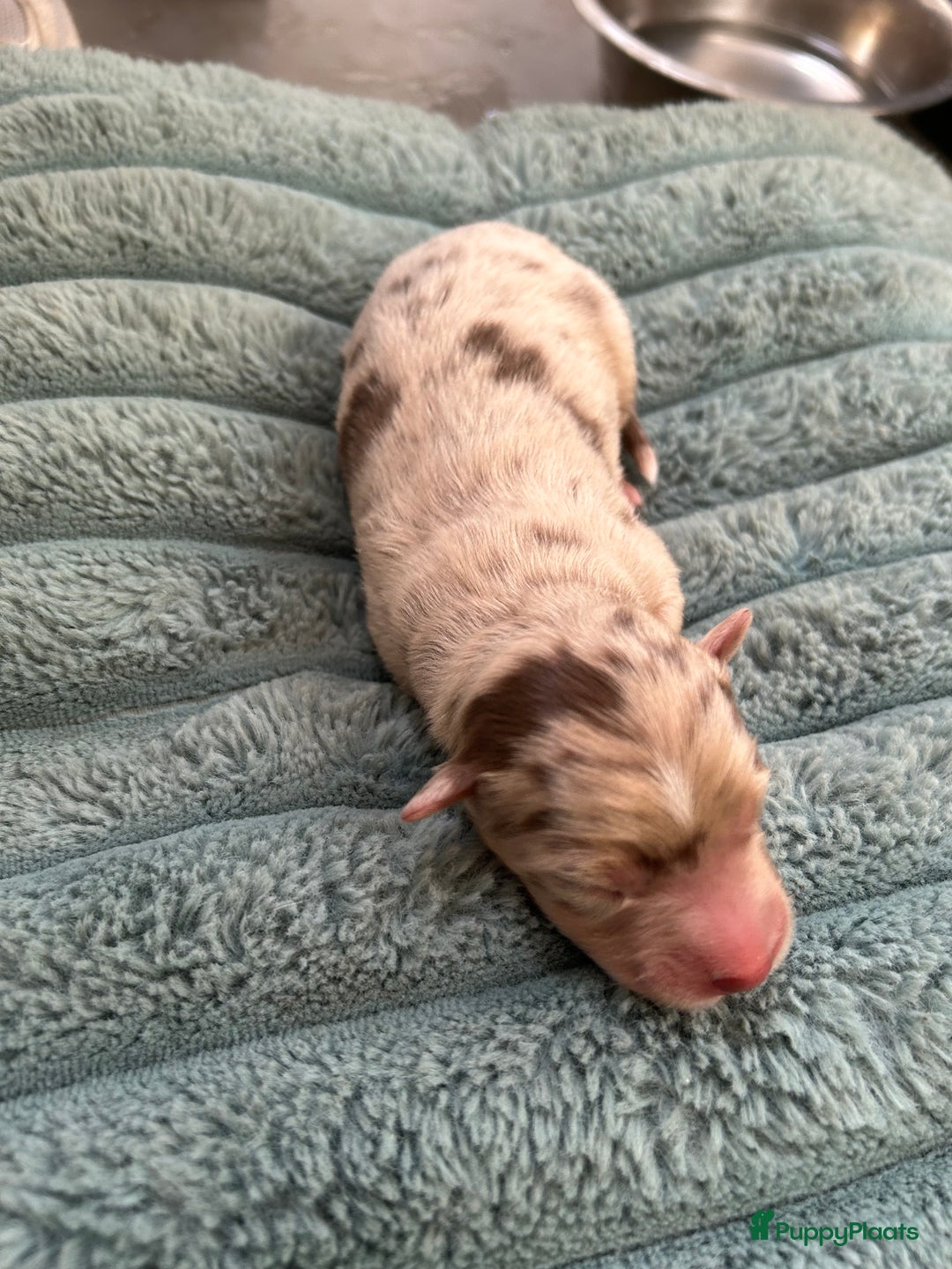 Australian Shepherd honden te koop: Prachtige Aussie Pups in Hulten - Afbeelding 7