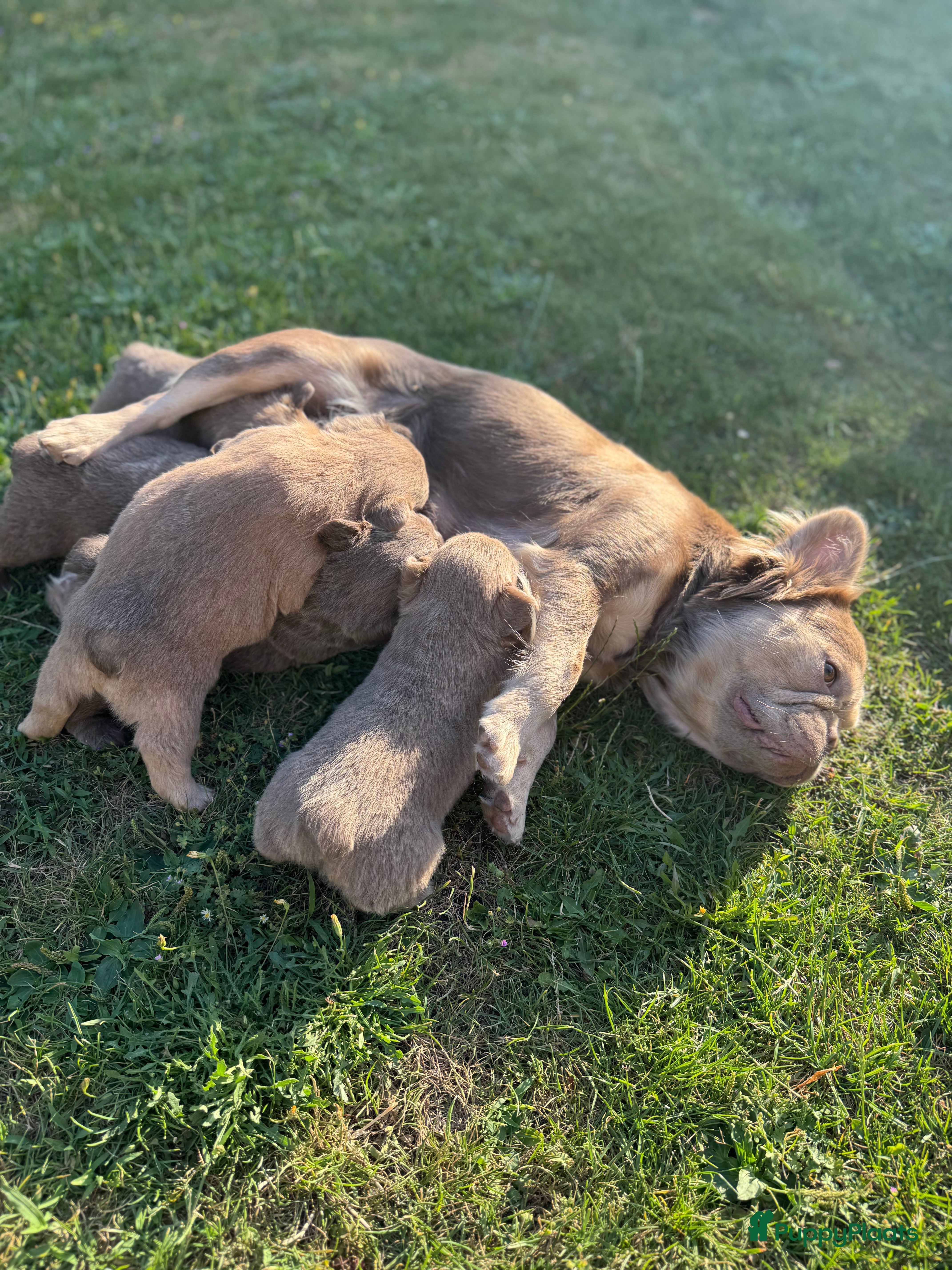 Franse Bulldog honden Fluffy Franse bulldog fluffy frenchie - Advertentie 2