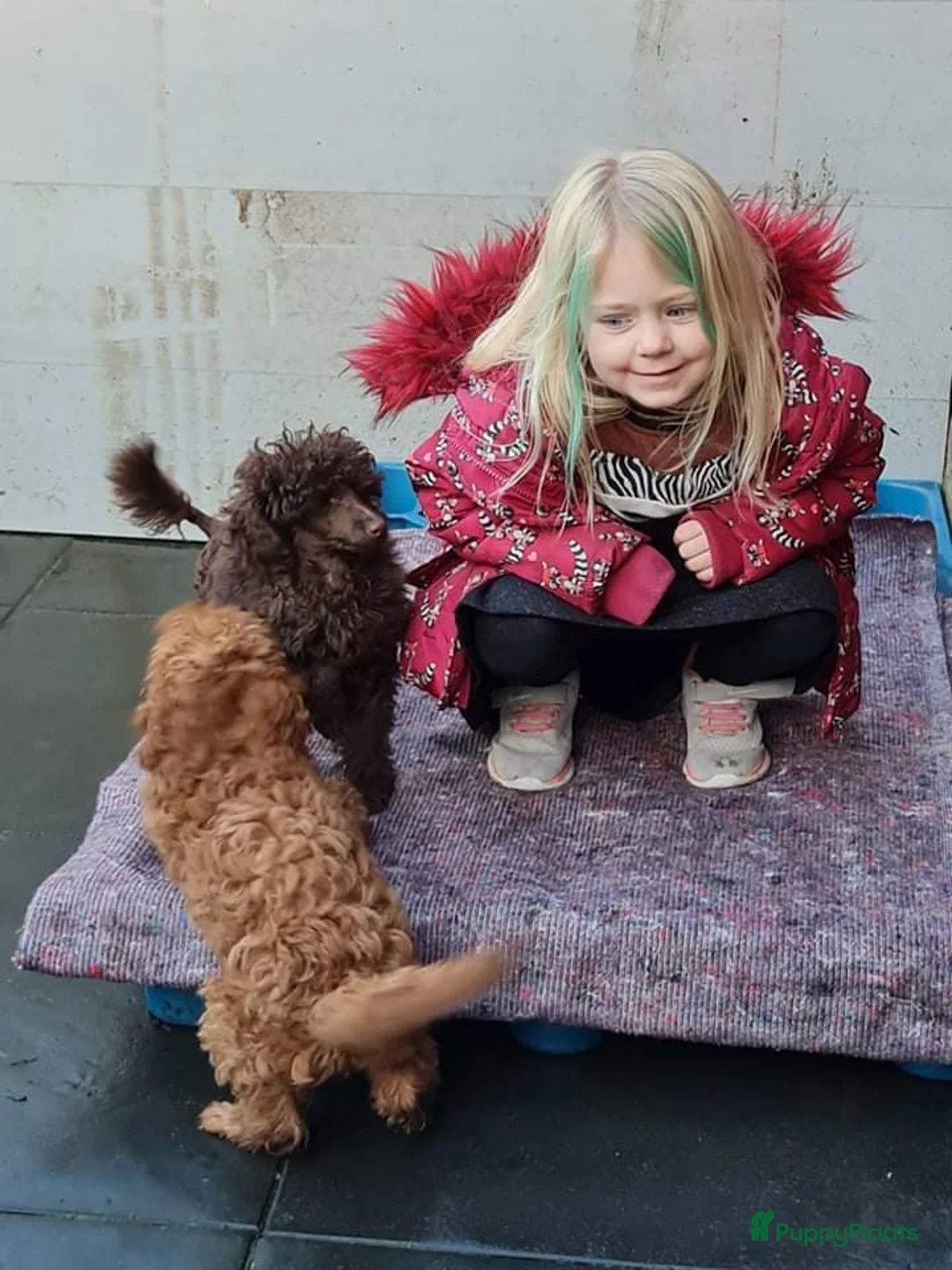 Poedel Toy honden ter dekking: mooi chocobruine toypoedel dekreu in Budel - Advertentie 4