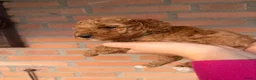 Labradoodle honden te koop: Labradoodle pups  - Advertentie 5