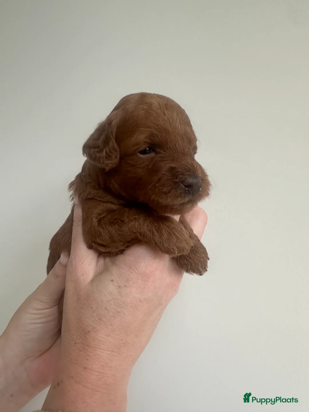 Dwergpoedel honden te koop: Prachtige rode dwergpoedel pups - Advertentie 11