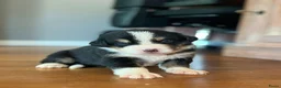 Berner Sennenhond honden te koop: Berner sennen pups - Advertentie 6