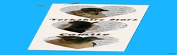 Yorkshire Terriër honden te koop: Yorkshire pups classic en biewer - Advertentie 39