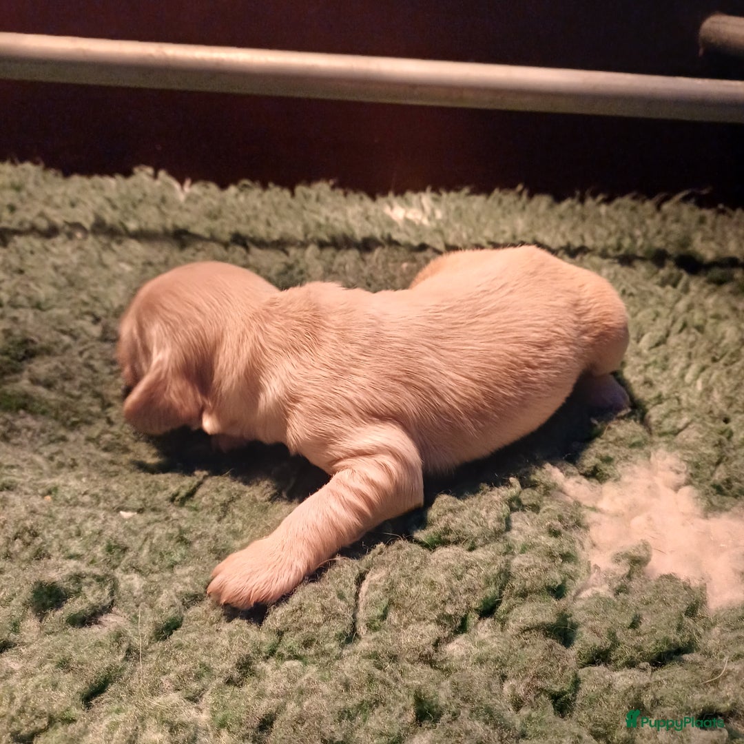 Labradoodle honden te koop: Prachtige multigen labradoodle pups - Advertentie 12