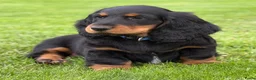 Teckel (langhaar) honden te koop: Teckelpups langhaar met FCI stamboom standaard - Advertentie 3