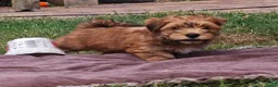 Havanezer honden te koop: Nog 1 Havanezer reutje beschikbaar - Advertentie 4