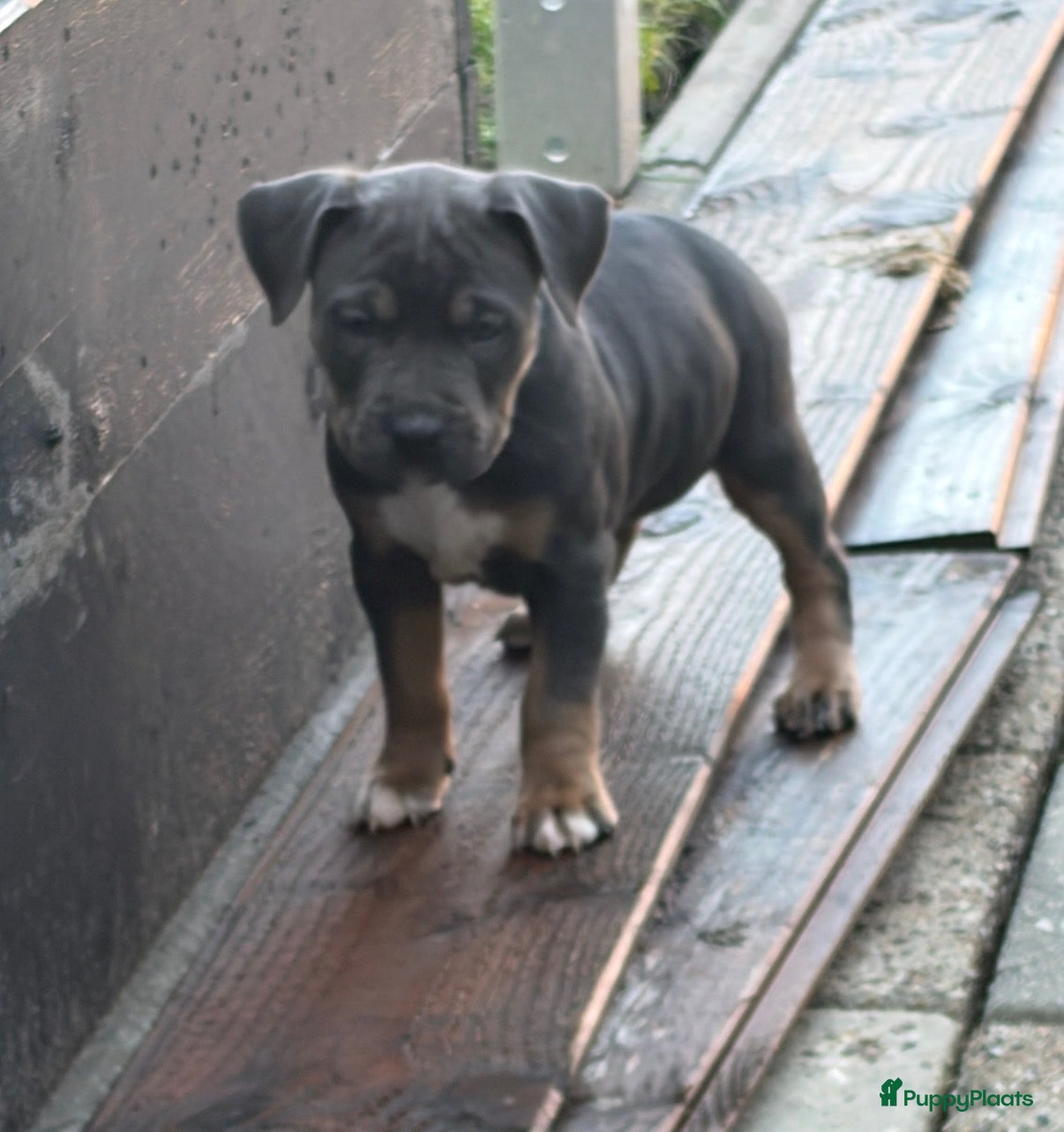 Kruising honden Tri-Colored ‘Amerikaanse Stafford’ teefje - Advertentie 2
