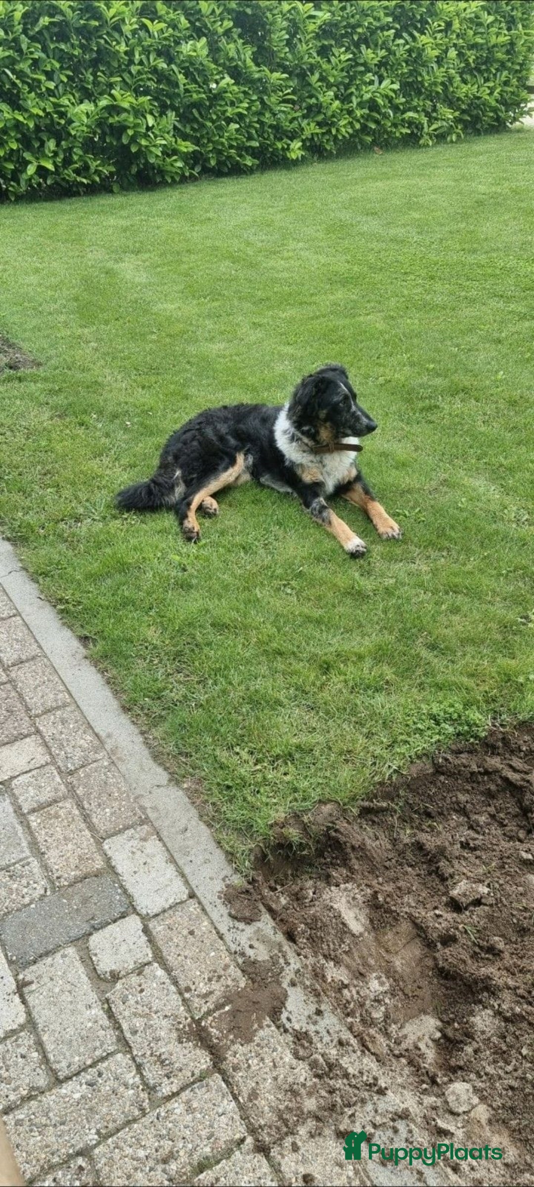 Kruising honden te koop: Prachtige pups Herdermix X Altdeutsche Hütehund  - Afbeelding 15