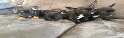 Franse Bulldog honden te koop: Franse bulldog pups - Advertentie 11