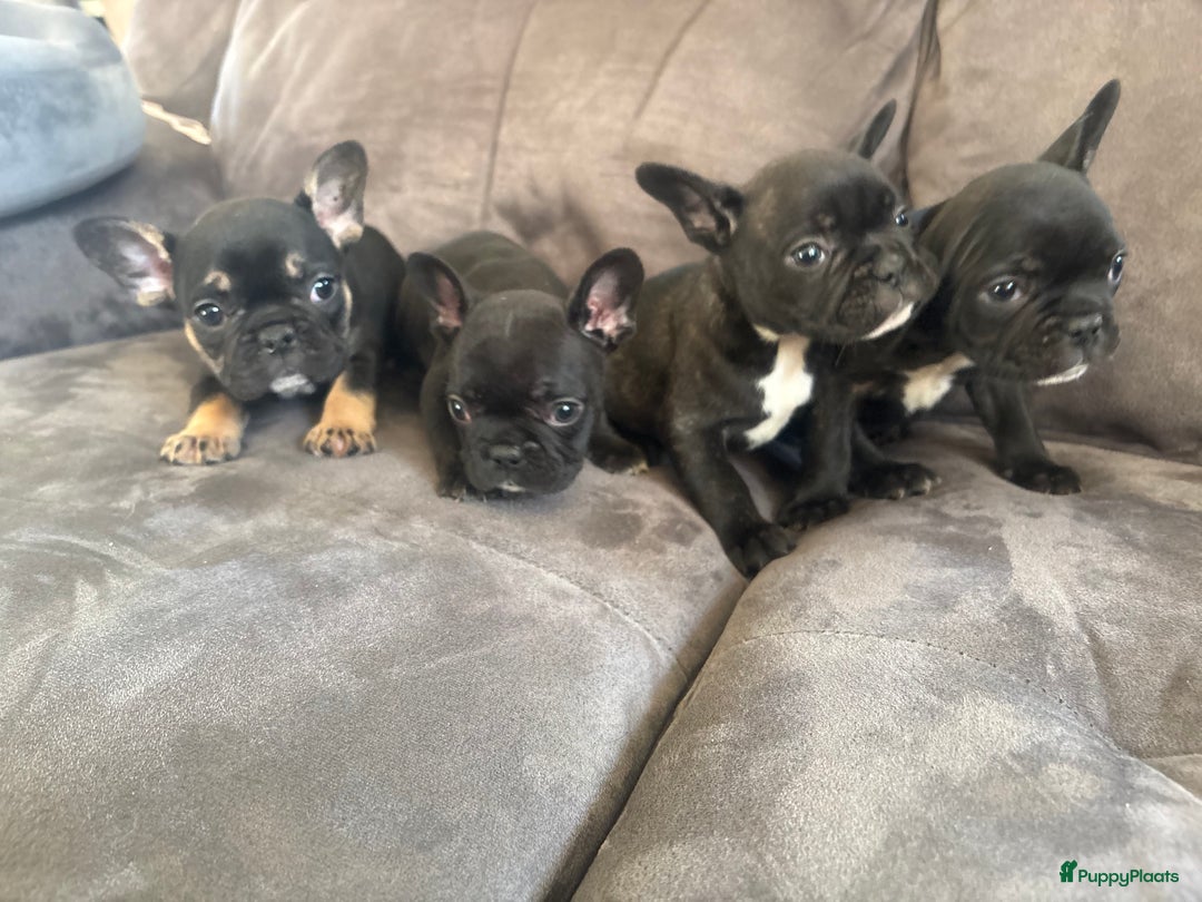 Franse Bulldog honden te koop: Franse bulldog pups - Advertentie 11