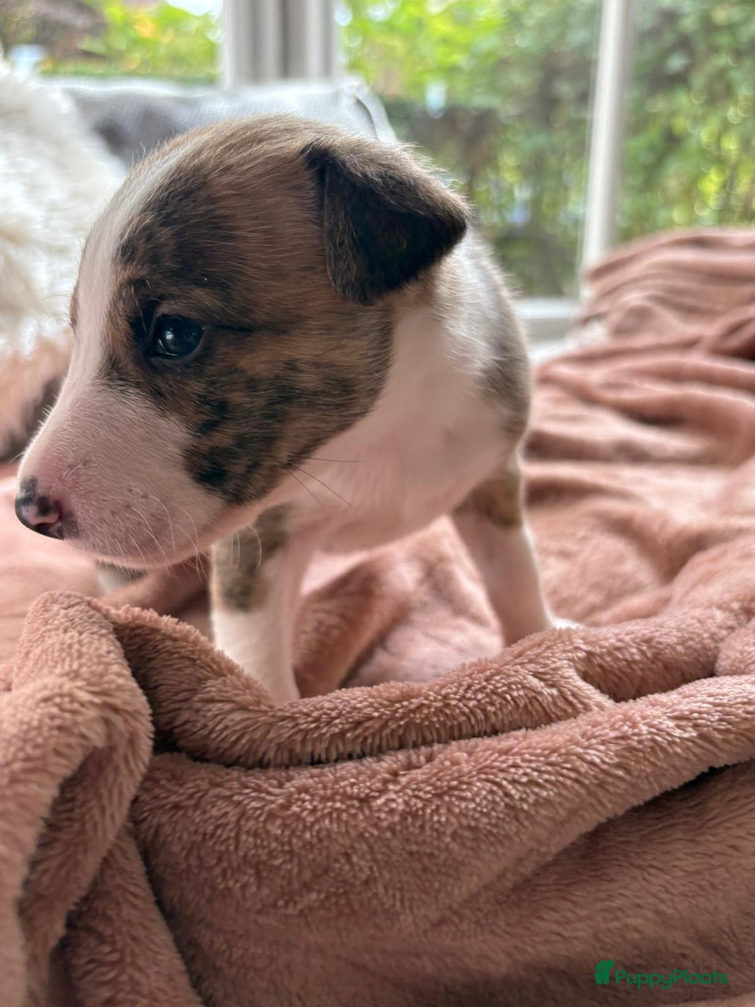 Kruising honden te koop: Whippet Pups X Border Collie  – gezinsvriendelijk! - Advertentie 8