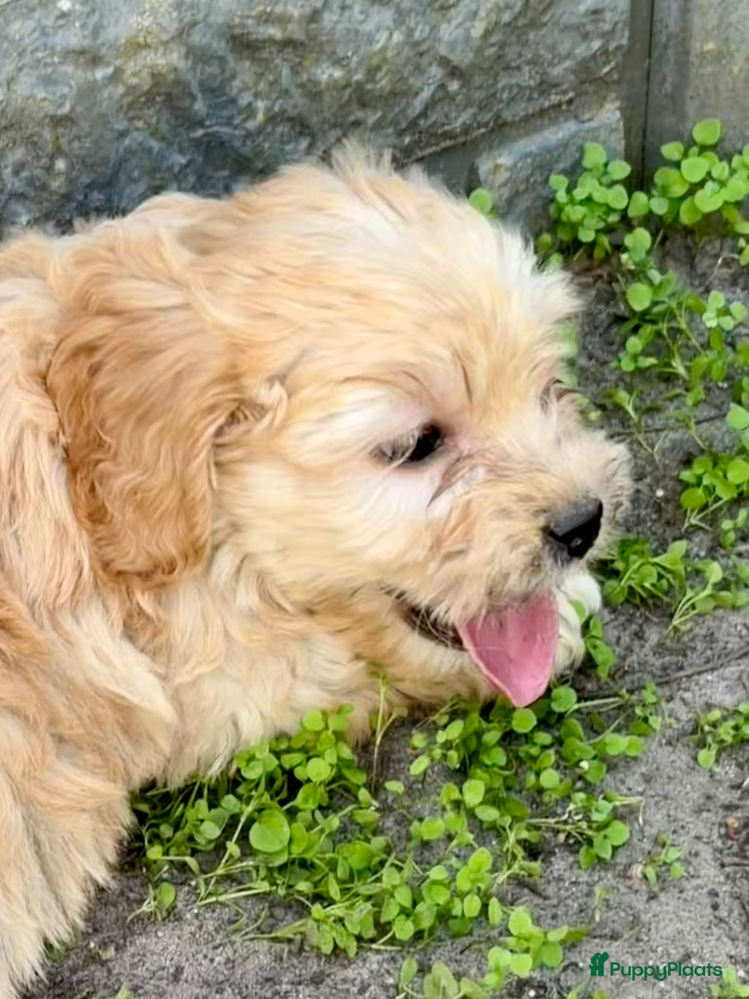 Cockapoo honden te koop: Cockapoo x boomer pups  - Advertentie 35