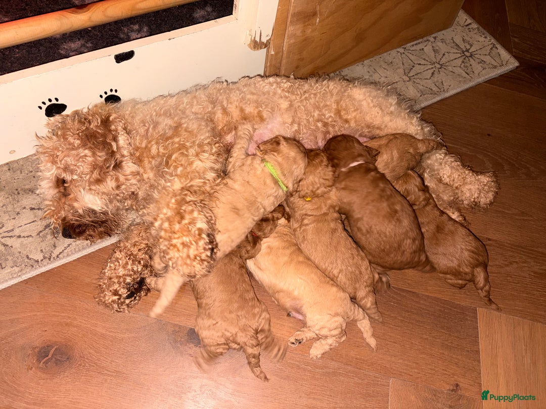 Cockapoo honden te koop: 🐶 Cockapoo pups te koop - Advertentie 7