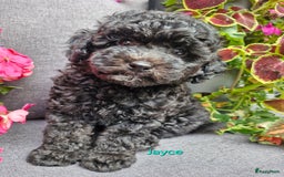 Dwergpoedel honden te koop: 1 teefje en 3 reutjes te koop  - Afbeelding 4