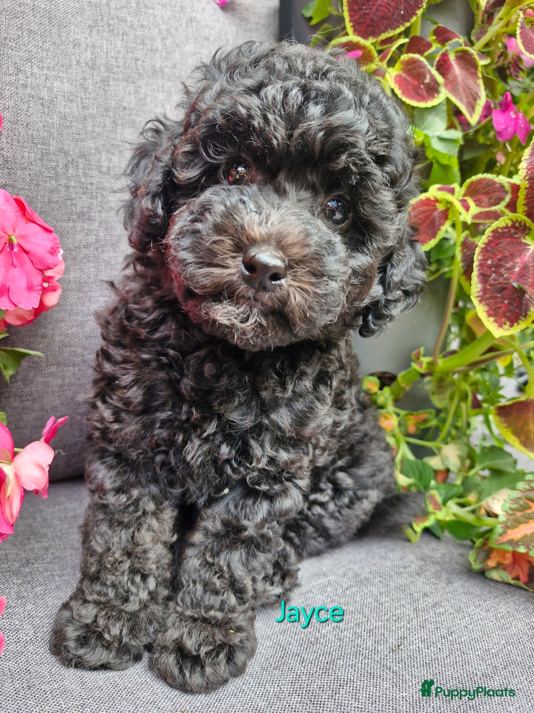 Dwergpoedel honden te koop: 1 teefje en 3 reutjes te koop  - Afbeelding 4