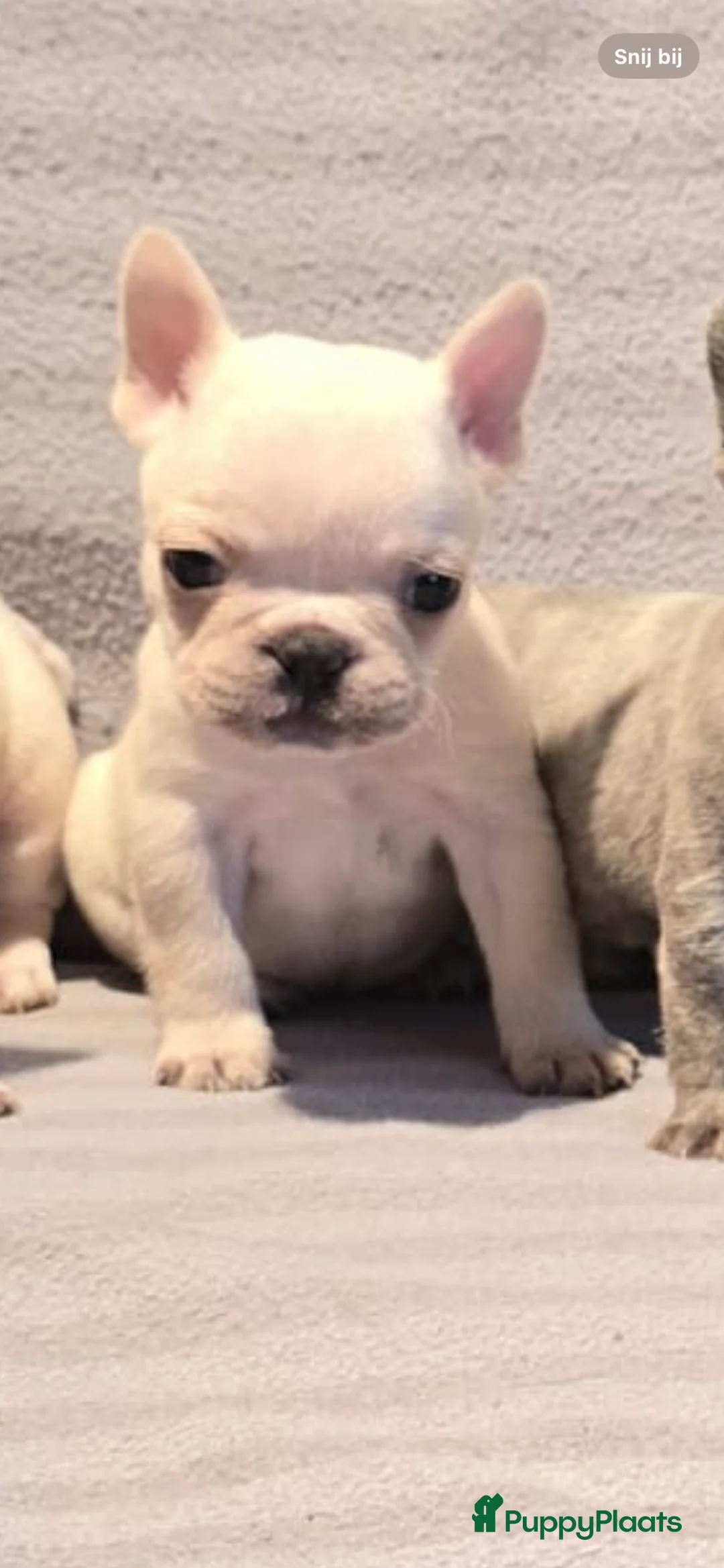 Franse Bulldog honden te koop: Knappe Franse buldogs enkele fluffy  - Advertentie 12