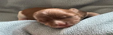 Bella
