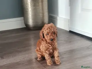 Dwergpoedel honden Rode dwergpoedels - Advertentie 2