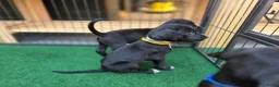 Kruising honden te koop: Prachtige Labradoodle x Dalmatiër puppy's! - Advertentie 11