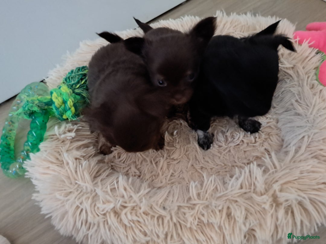 Chihuahua honden te koop: Superleuk nestje chihuahua pupjes van 3 - Advertentie 5