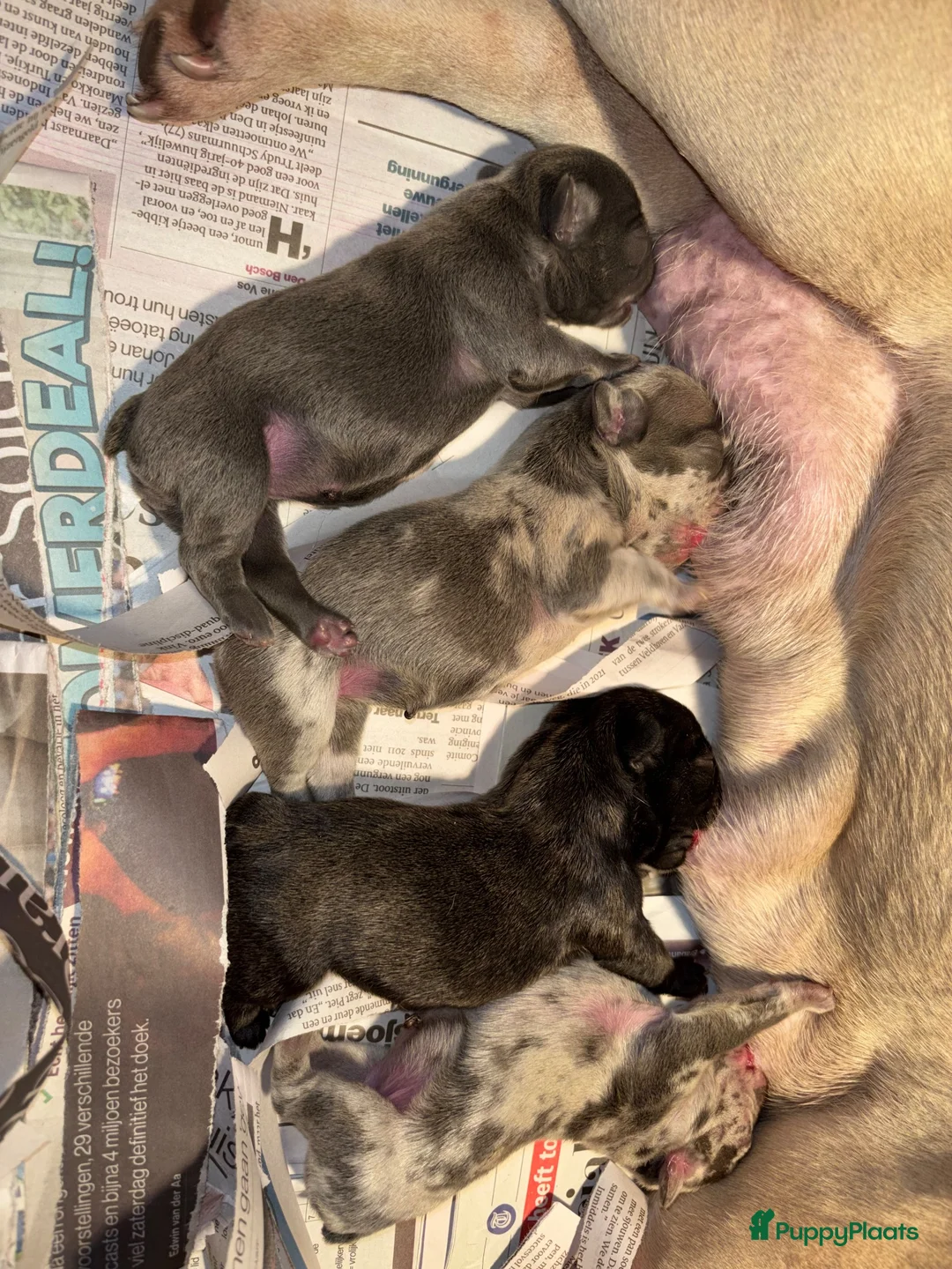 Franse Bulldog honden te koop: Franse Bulldog pups - Advertentie 1