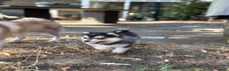 Pomsky honden te koop: Prachtige Pomsky pups - Advertentie 5