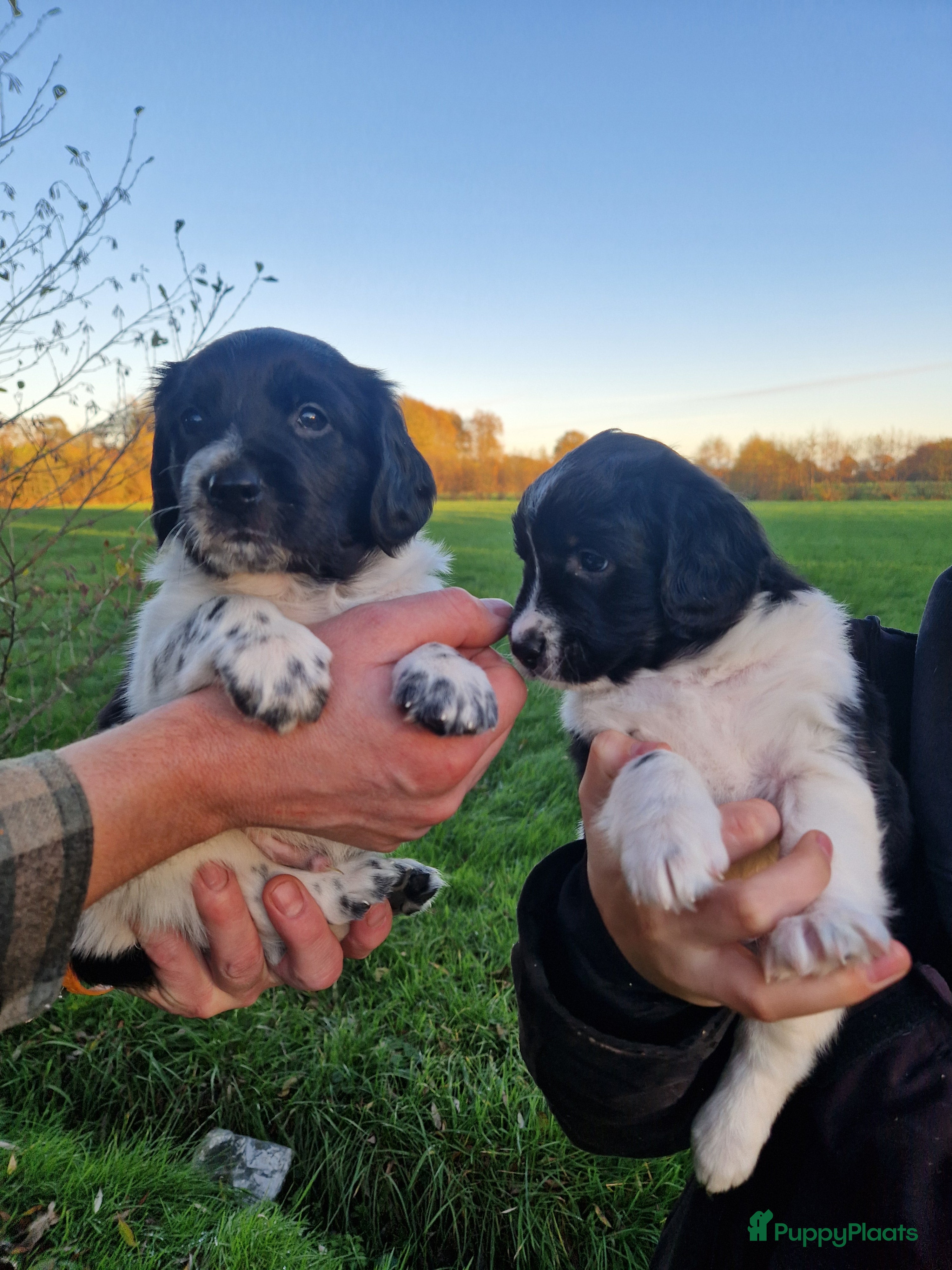 Friese Stabij honden Friese Stabij pups zoeken een liefdevol thuis🩷🩵 - Advertentie 3