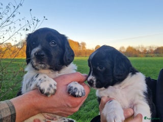 Friese Stabij honden Friese Stabij pups zoeken een liefdevol thuis🩷🩵 - Advertentie 3
