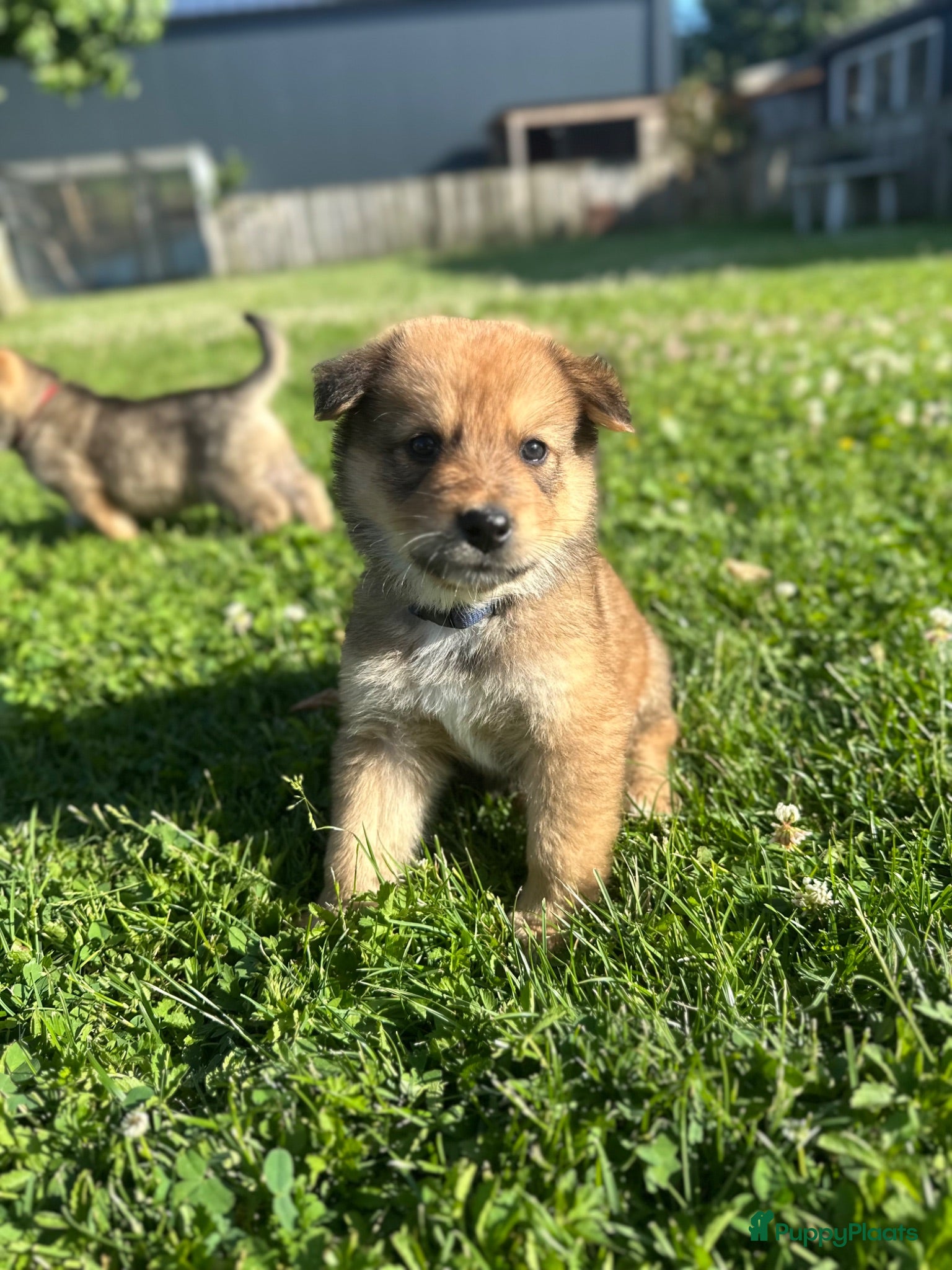 Kruising honden Pup Eurasiër / Herdermix - Advertentie 1