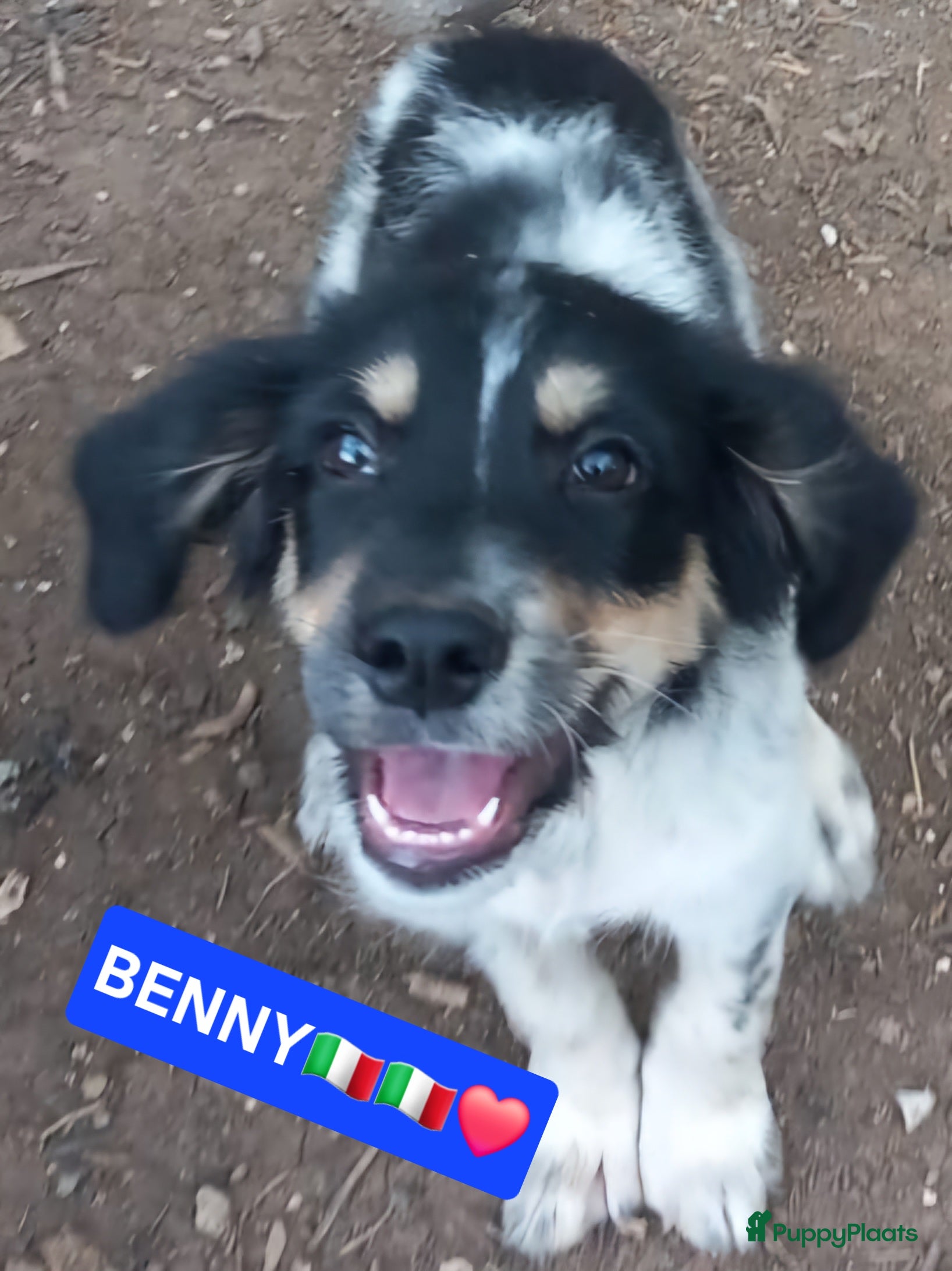 Kruising honden Benny zoekt een lief baasje - Advertentie 8