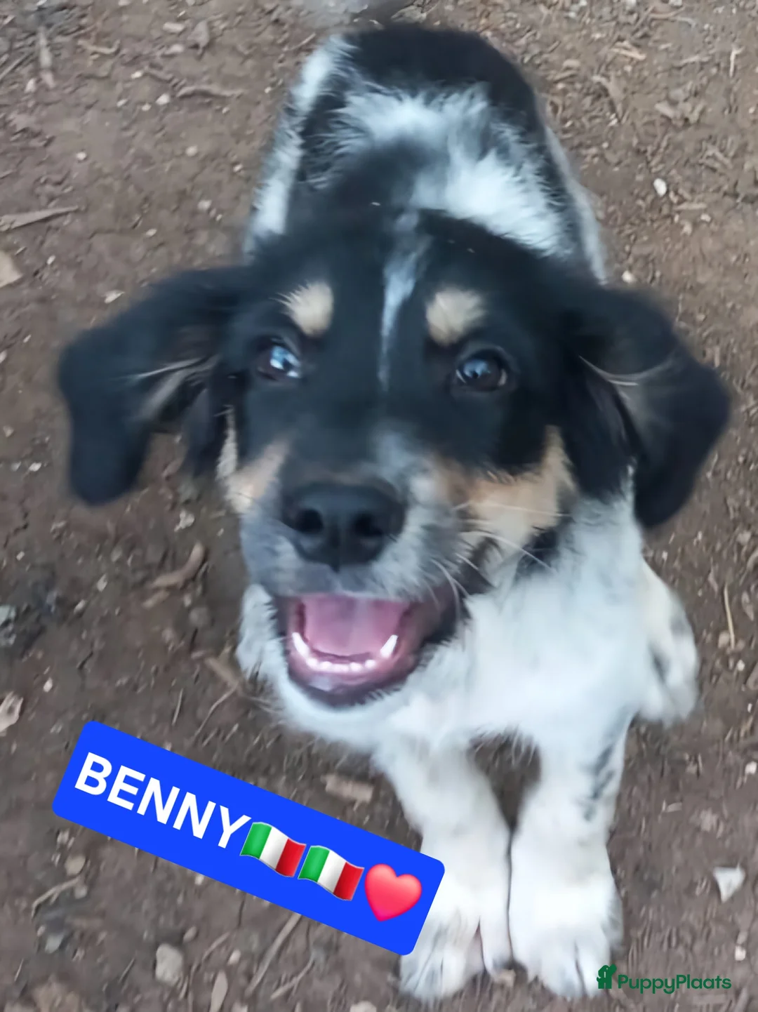Kruising honden te koop: Benny zoekt een lief baasje - Advertentie 1